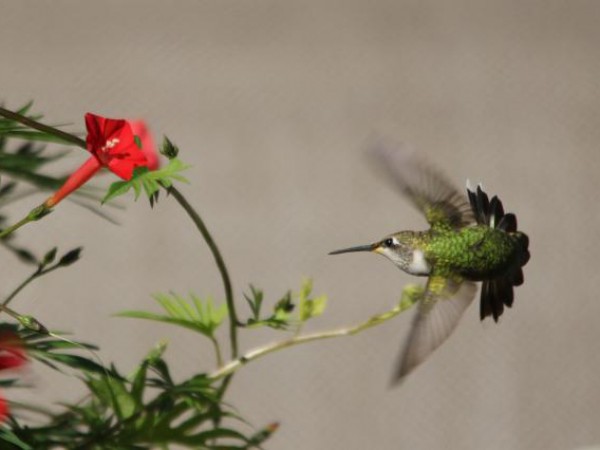 Ruby-throated Hummingbird