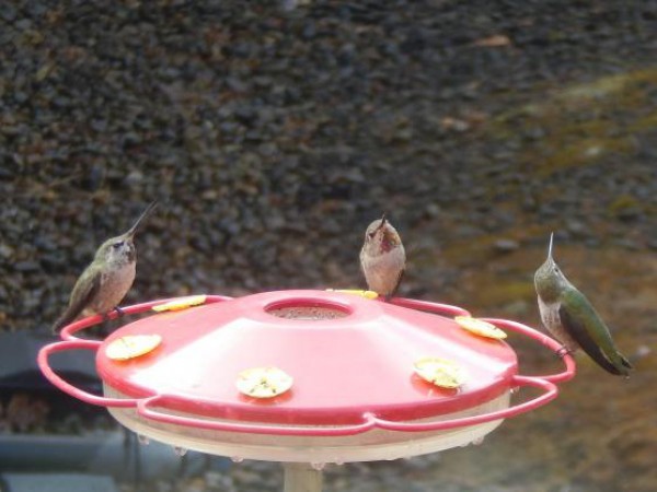 Anna's Hummingbirds 