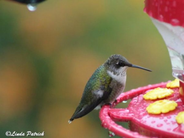 Ruby-throated Hummingbird