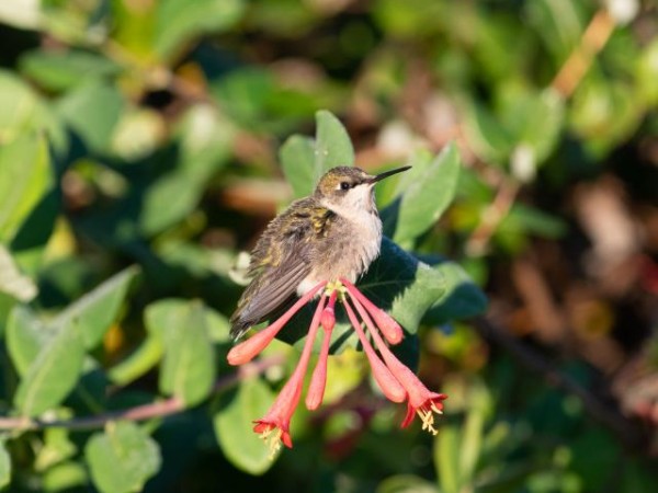 Ruby-throated Hummingbird