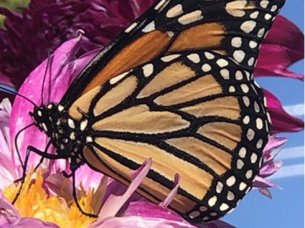 Monarch Butterfly 