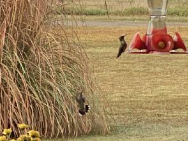 Ruby-throated Hummingbirds