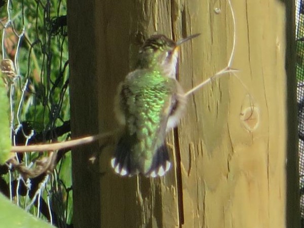 Ruby-throated Hummingbird