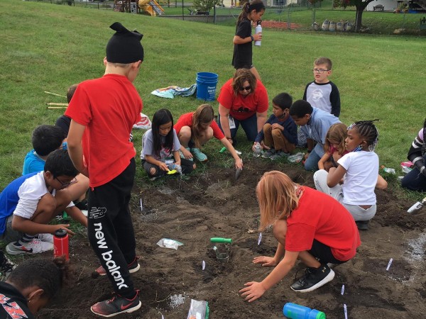 Tulip Test Garden in Minnesota