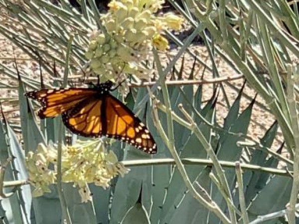 Monarch Butterfly 