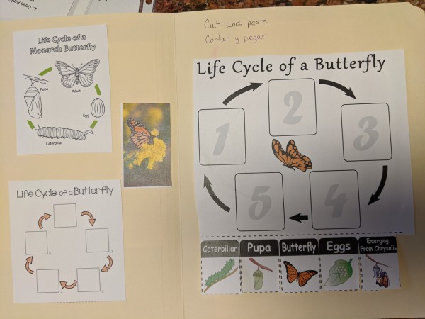 classroom ambassador monarch