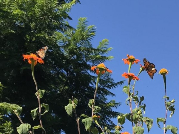 Monarch Butterflies