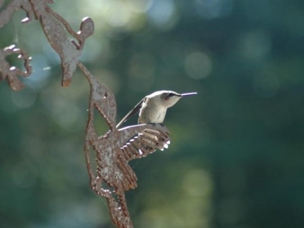 Ruby-throated Hummingbird