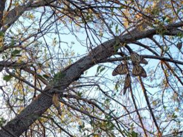 Monarchs roosting