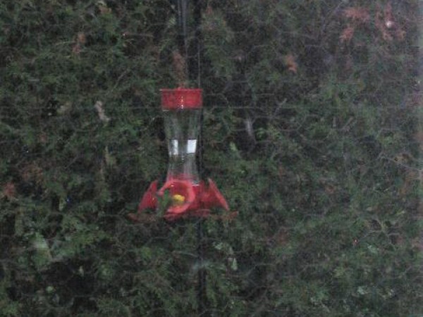Ruby-throated Hummingbird
