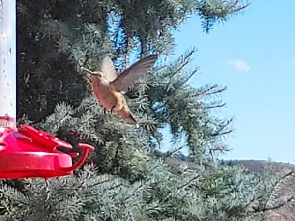 Black-chinned Hummingbird