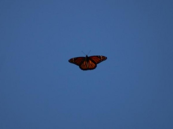 Monarch Butterfly 