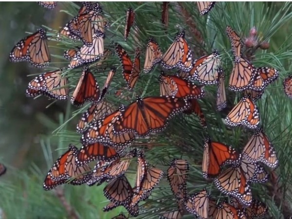 monarch roosts
