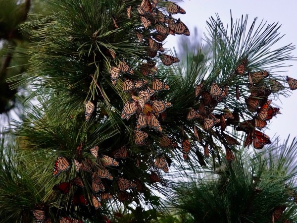 Monarchs at Cape May