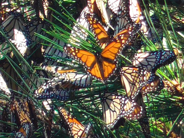 Monarch Butterflies