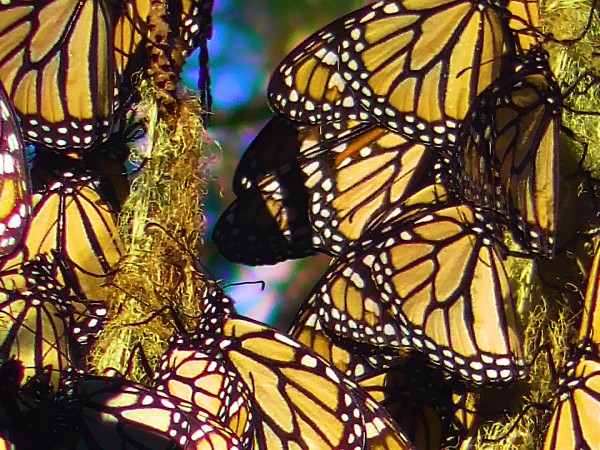 Monarch Butterflies