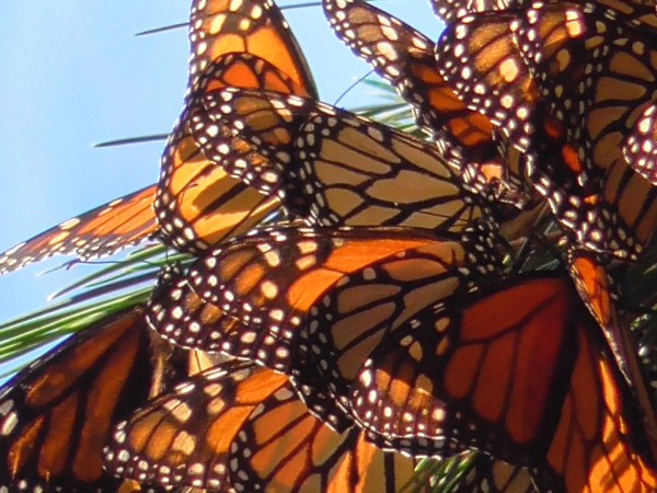 Monarch Butterflies