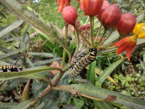 monarch larvae