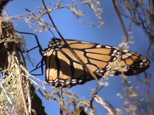 Monarch Butterfly 