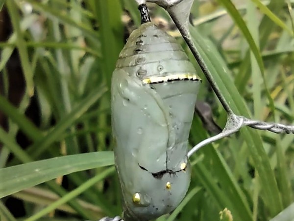 monarch chrysalis