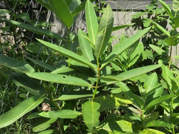 milkweed