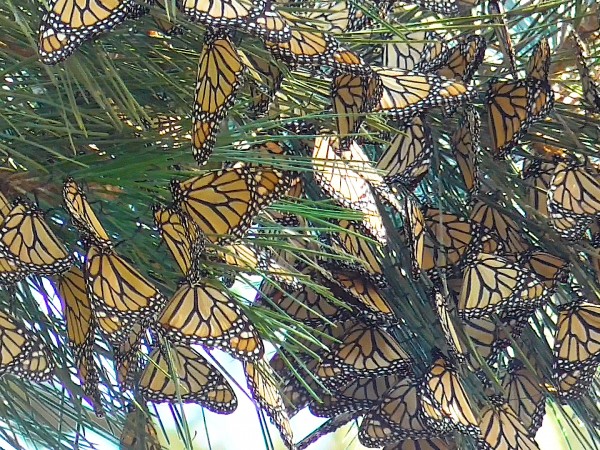 Monarch roost