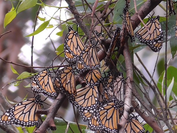 Monarch roost