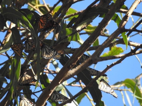 Monarch Butterflies