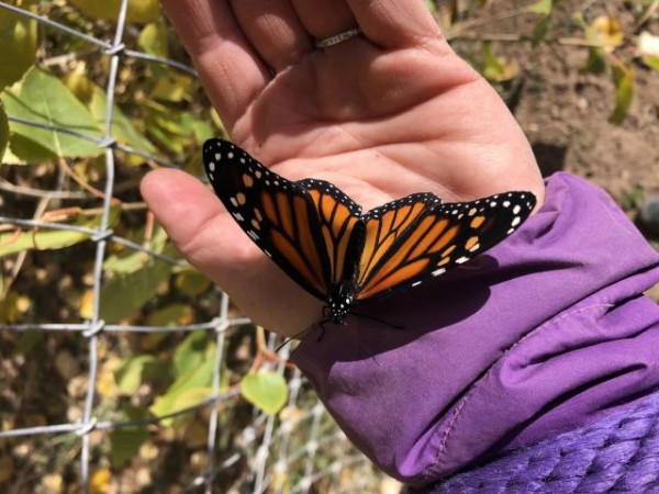 Monarch Butterfly 