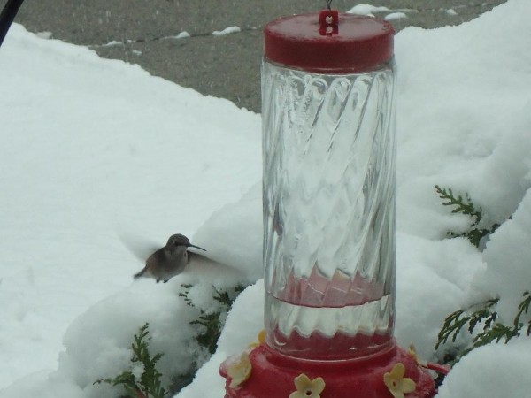 Ruby-throated Hummingbird