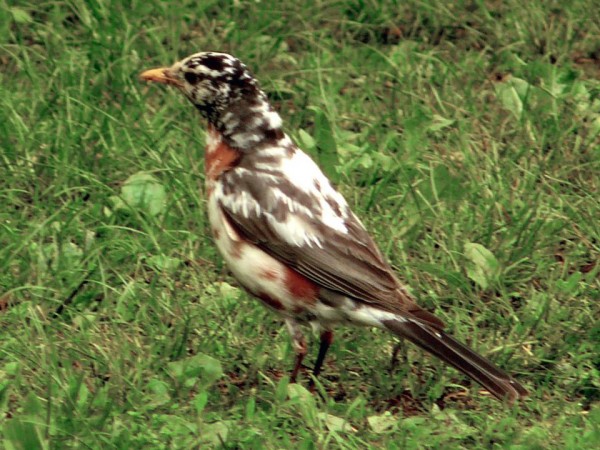 Leucistic Robin