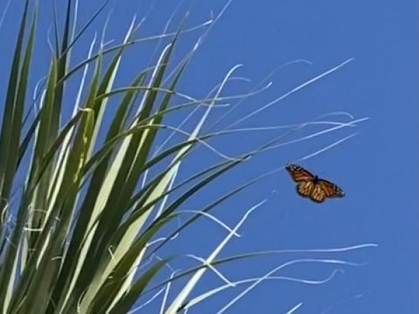 Monarch Butterfly 