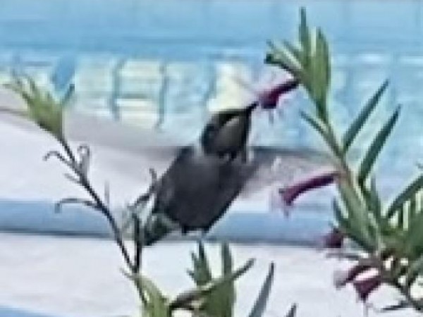 Ruby-throated Hummingbird