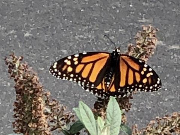 Monarch Butterfly 
