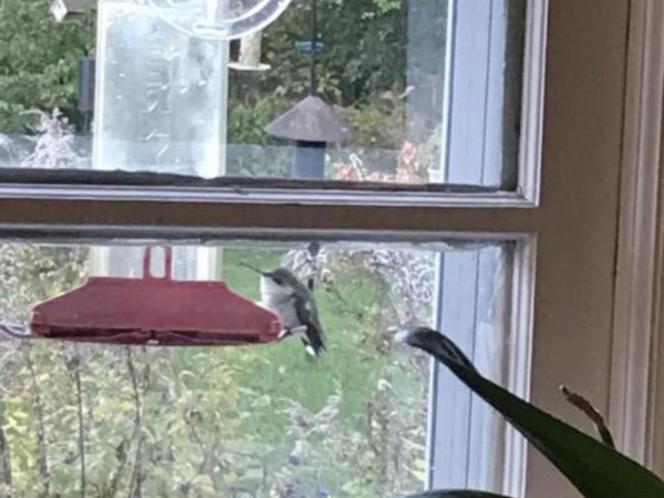 Ruby-throated Hummingbird