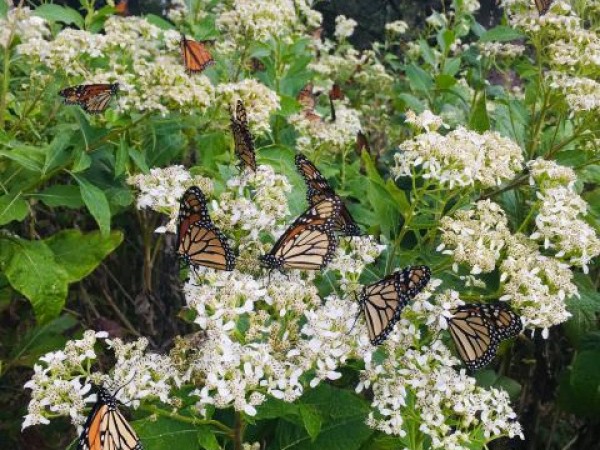 Monarch Butterflies