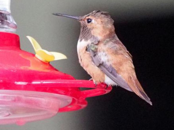 Rufous Hummingbird 