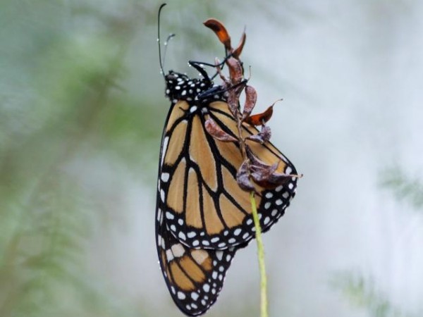 Monarch Butterfly 
