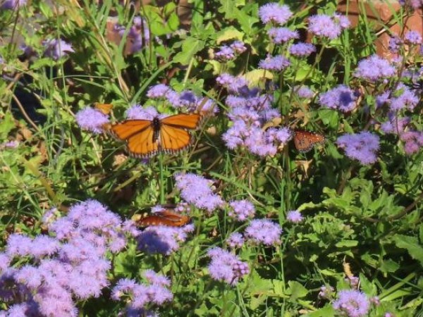 Monarch Butterfly 