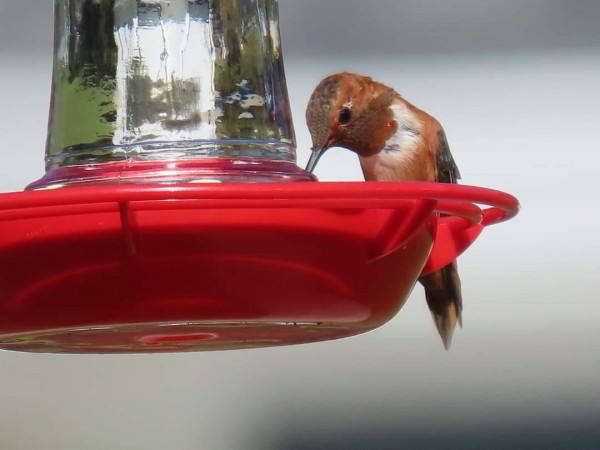 Rufous Hummingbird 