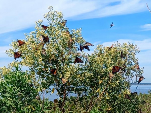 Monarch Butterflies