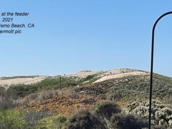 Hummingbird at feeder