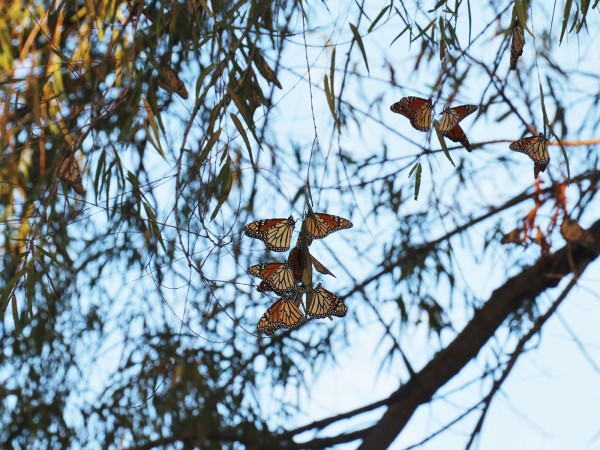 Monarch roost