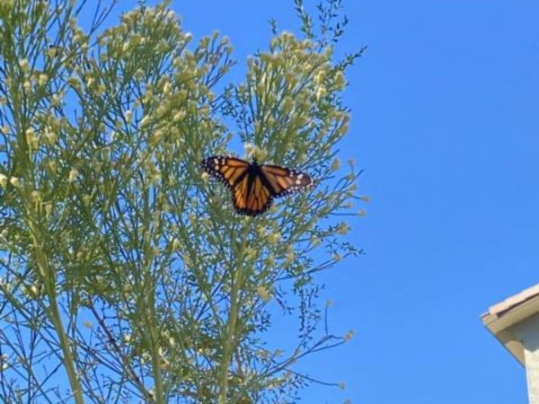 Monarch Butterfly 