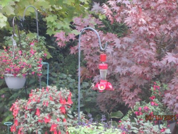 Ruby-throated Hummingbird