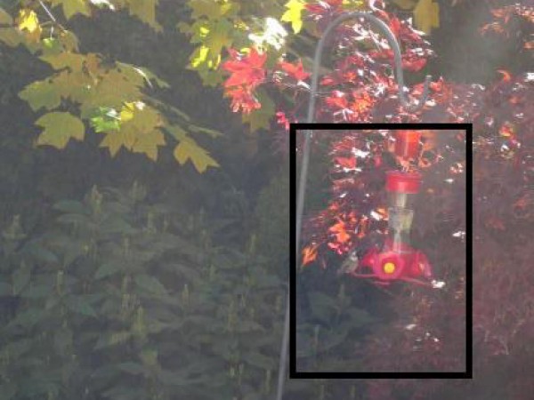 Ruby-throated Hummingbird