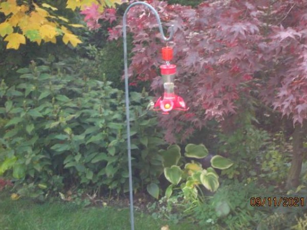 Ruby-throated Hummingbird 