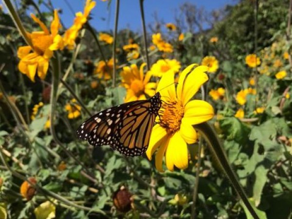 Monarch Butterfly 