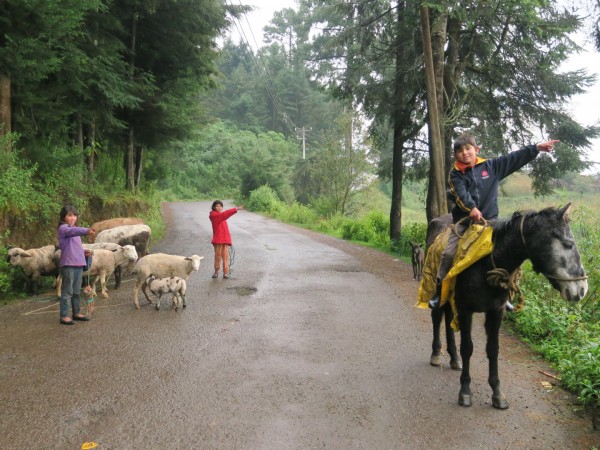 Searching for monarchs