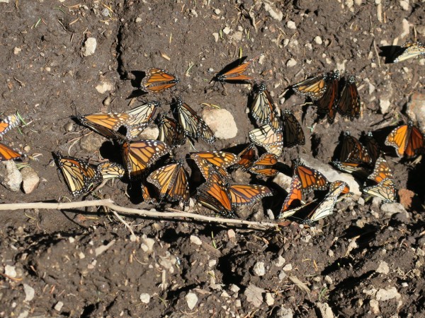 monarch butterflies 
